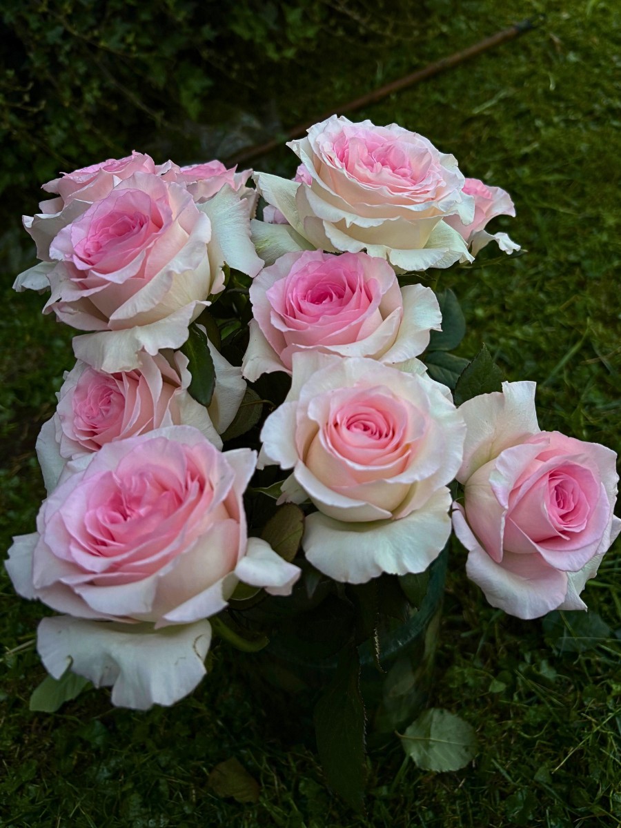 De Ruiter East Africa Invites You to Three Days of Floral Showcase