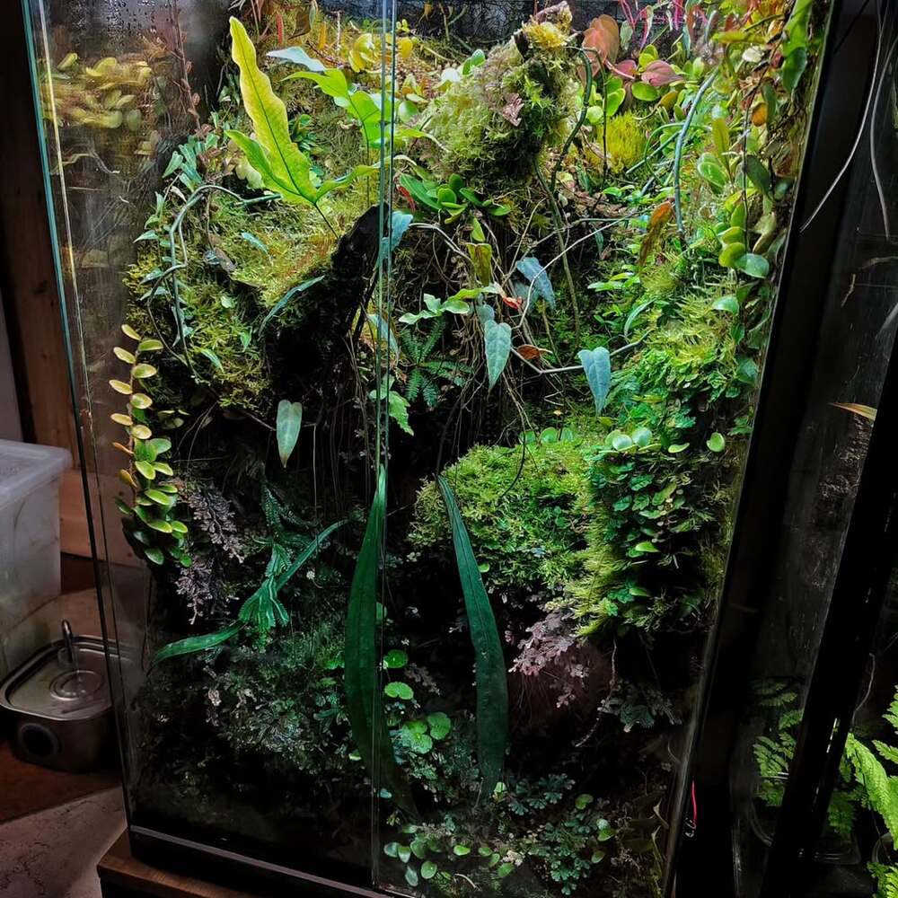 Lush vertical terrarium with diverse greenery