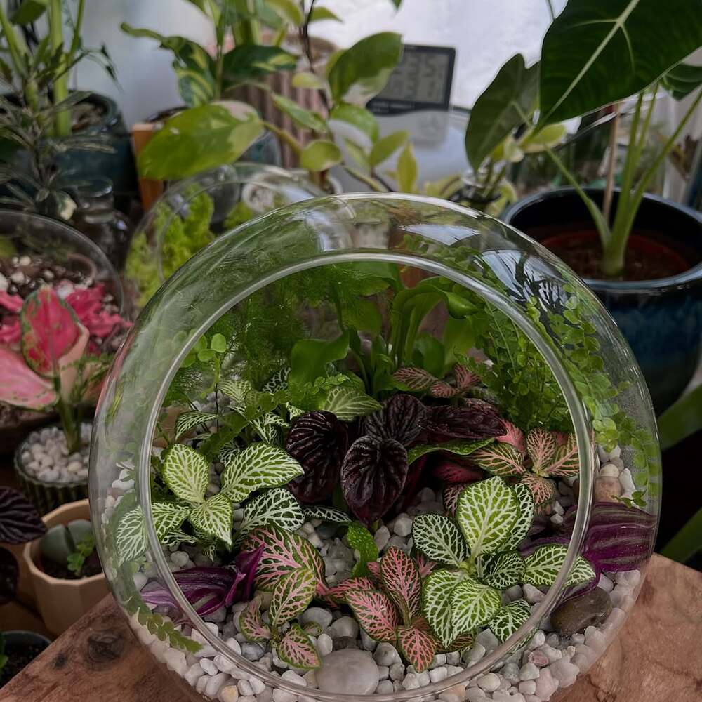 Miniature jungle landscape in glass bowl