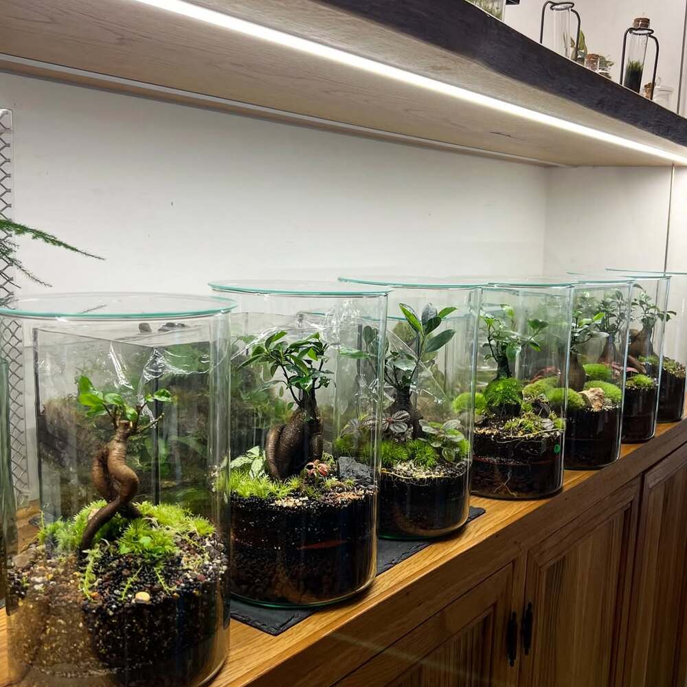 Bonsai trees in glass cylinder terrariums