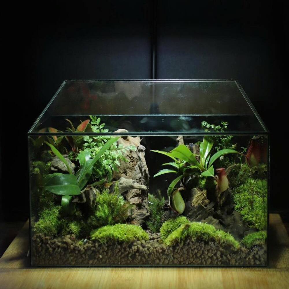 Lush mossy forest in aquarium