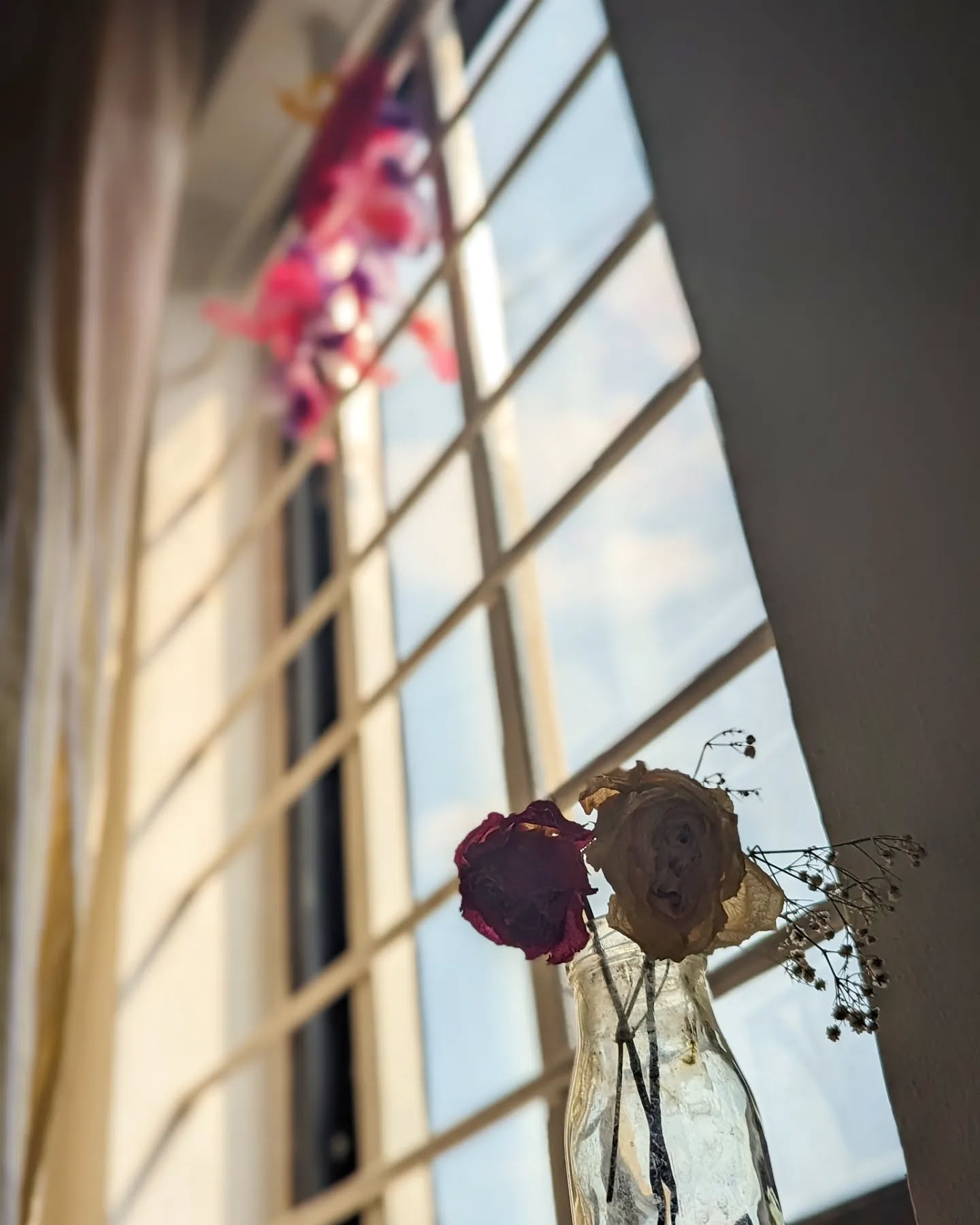 Dead Flowers in Window Sill
