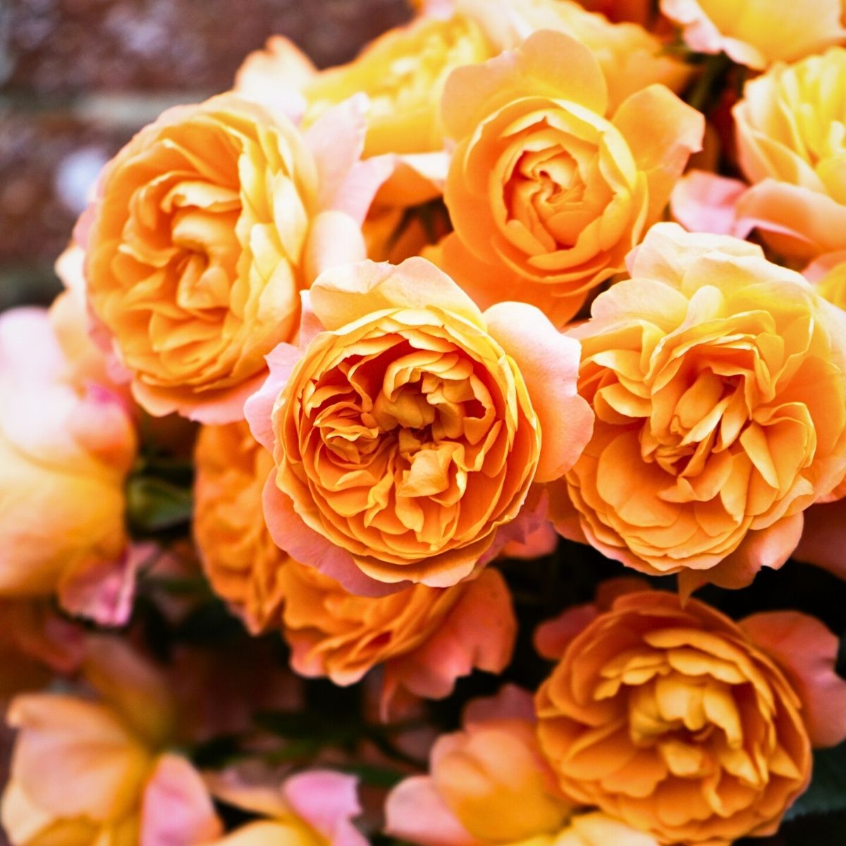 Spray Rose Miracle at Tambuzi Farm by De Ruiter Innovations