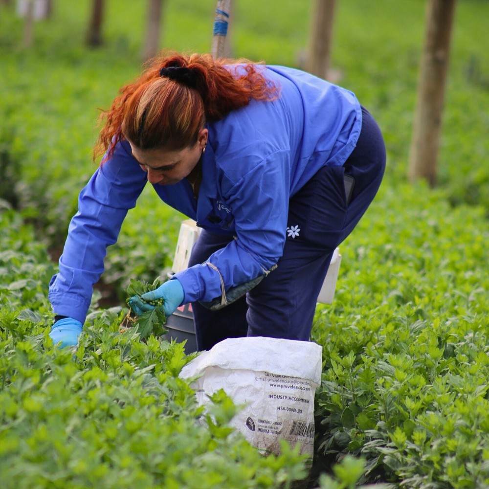 Colombia&rsquo;s 23.7% Minimum Wage Increase and What It Means for Global Floriculture