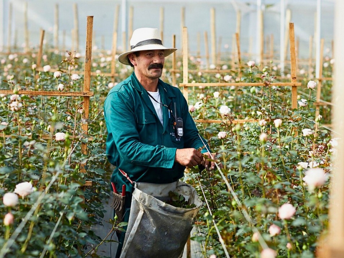 Colombia&rsquo;s 23.7% Minimum Wage Increase and What It Means for Global Floriculture