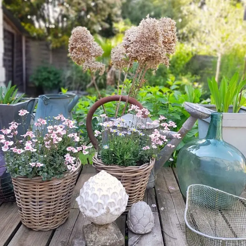 Terrace Gardening for Beginners Feature Image