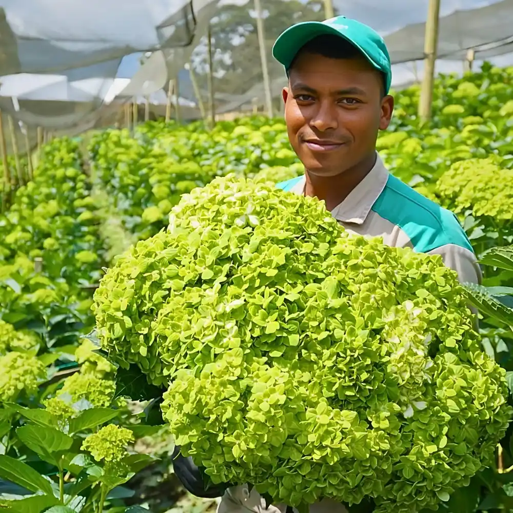 Colombia’s 23.7% Minimum Wage Increase and What It Means for Global Floriculture