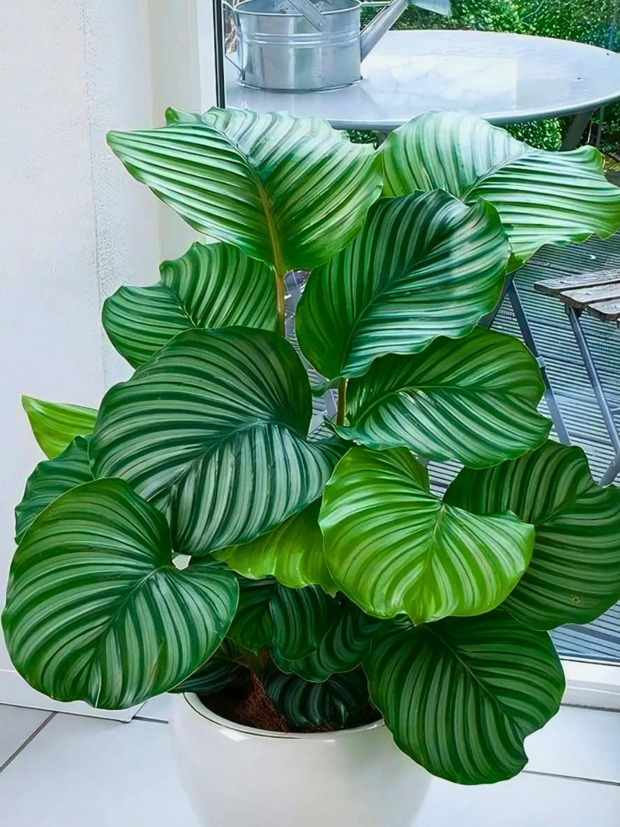 Calatheas are stunning and popular houseplants recognized for their unique, velvety patterns on their leaves.