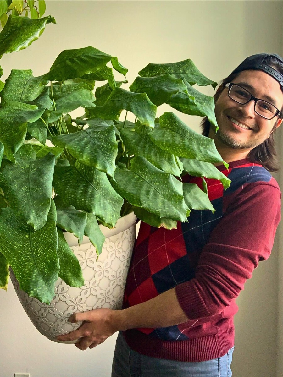 These 7 Low-Maintenance Calatheas Make the Best Houseplants