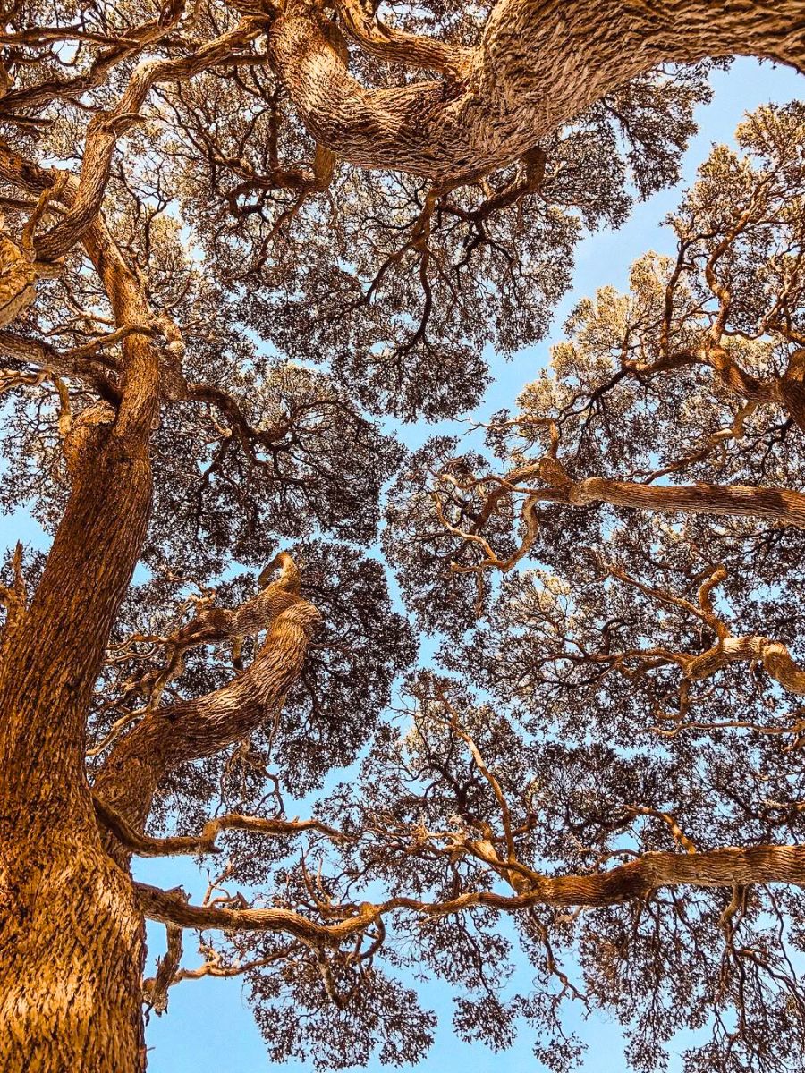 Brown tree trunks in crown shyness