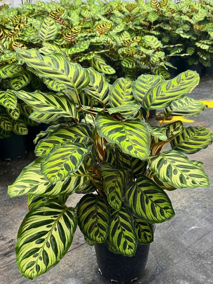 Calathea houseplant