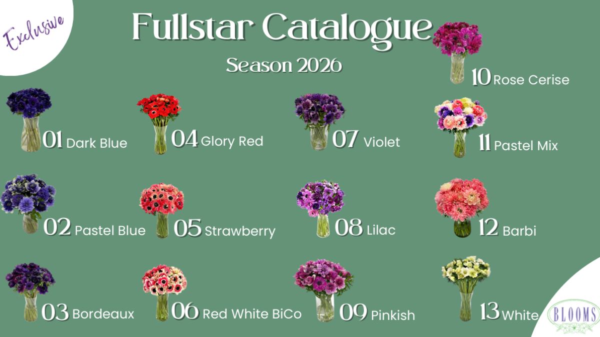 Anemone Fullstar by Blooms