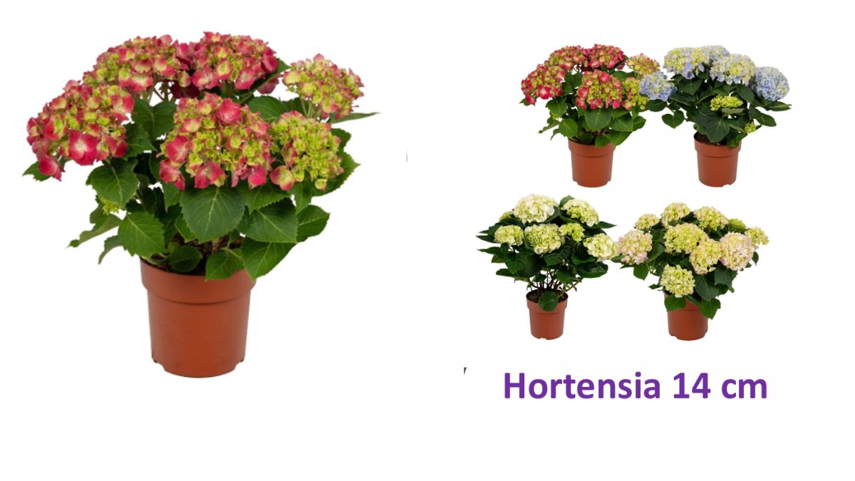 Hortensia by Van Den Berg Est BV