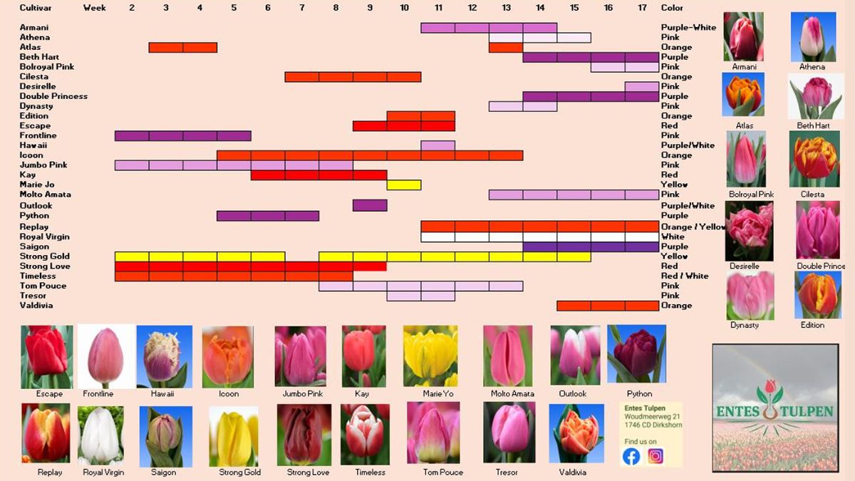 Tulips from Entes Tulpen