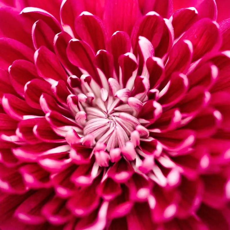 Lionplant Chrysanne by Decorum Plants and Flowers