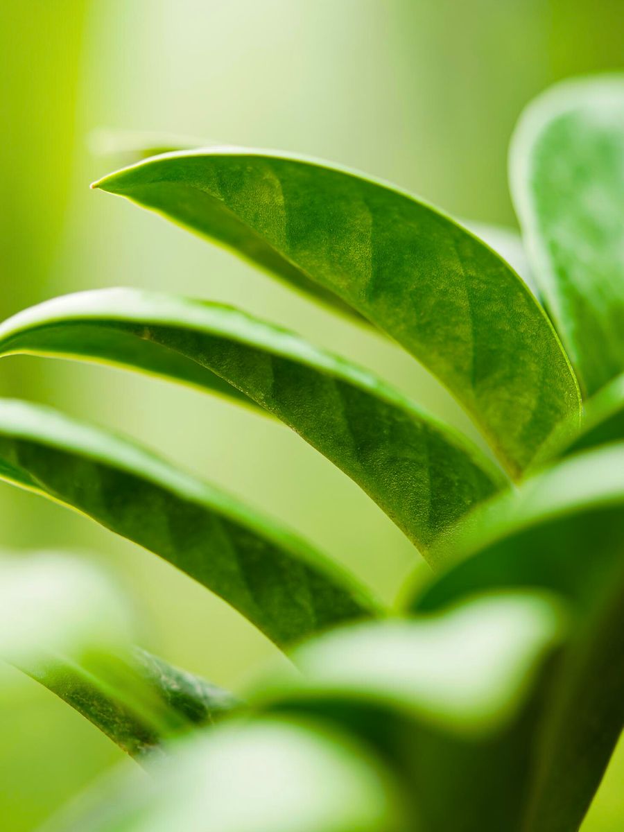 Zamioculcas by Duijn-Hove in Decorum