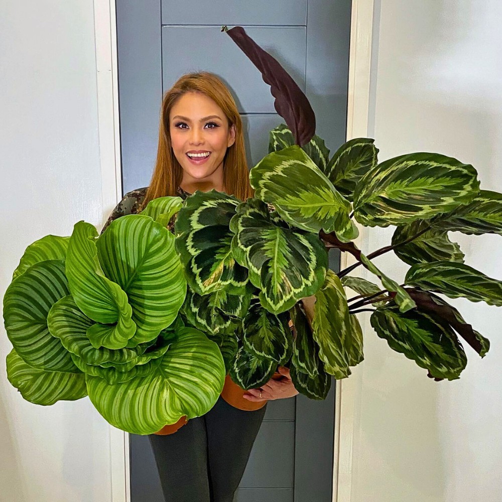 Low-Maintenance Calatheas Make the Best Houseplants