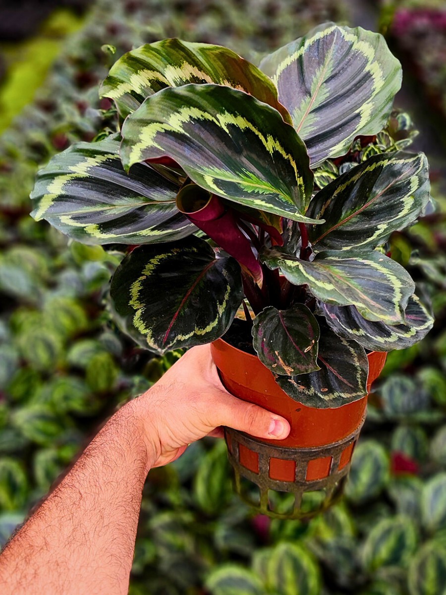 Calathea veitchiana this variety is arguably one of the most beautiful among the types of Calatheas.