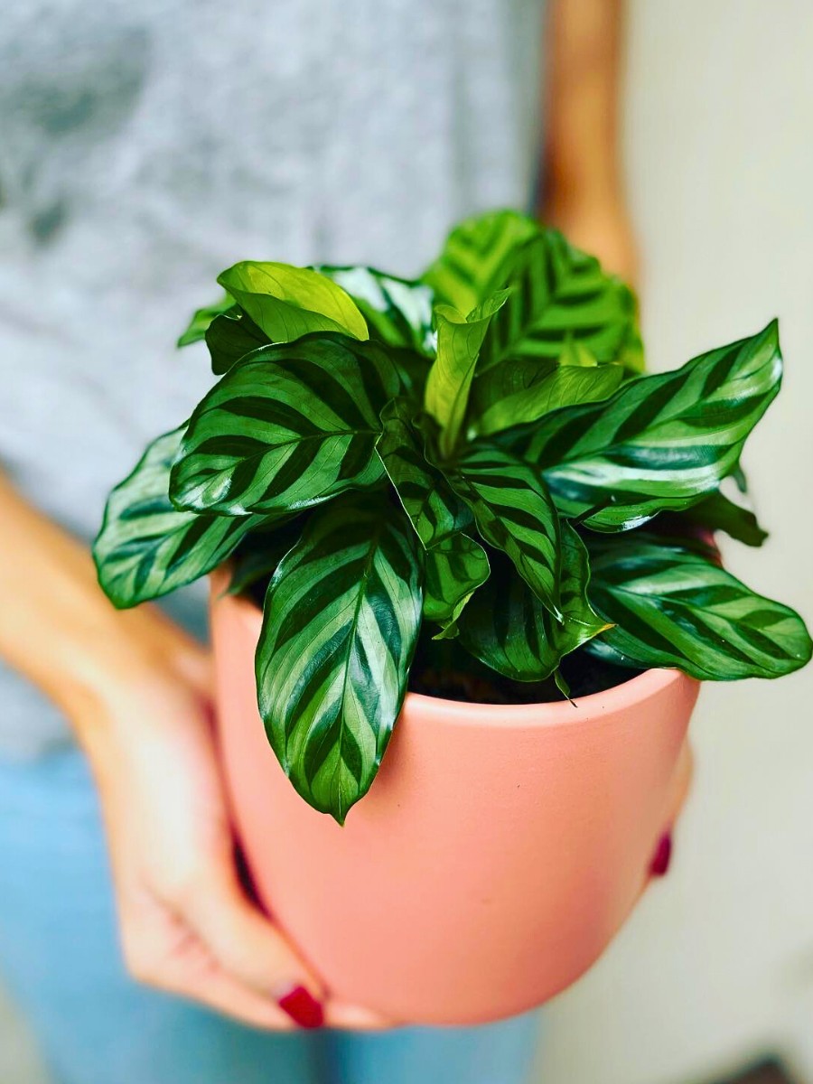 Calathea Freddie is commonly known as Geophila concinna Freddie, zebra plant, or peacock plant
