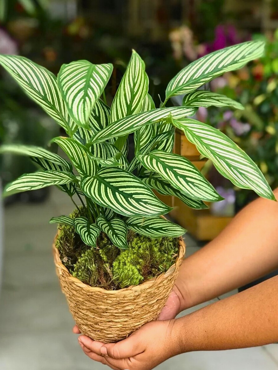 Calathea Vittata is also commonly known as Goeppertia Vittata, Calathea Elliptica Vittata, and the Pinstripe plant.