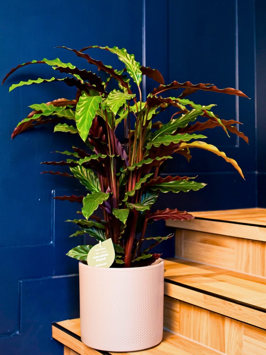 Unlike most other types of Calathea plants, Calathea rufibarba more subtle when it comes to patterns. 