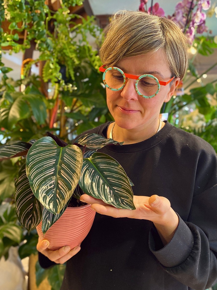 Low-maintenance Calathea houseplants also called prayer plants