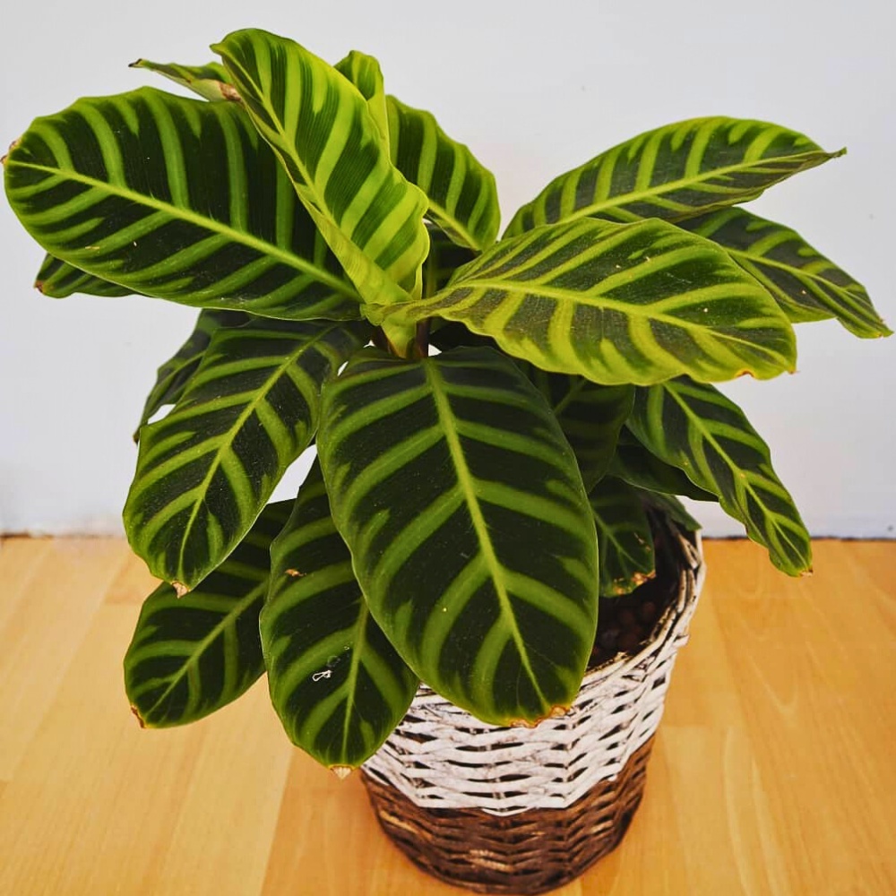 Calathea zebrina, commonly called the zebra plant, showcases bold black and white stripes on its leaves