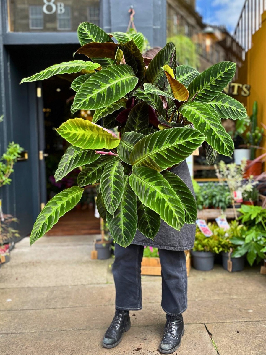 Calathea warscewiczii, also known as the Jungle Velvet Calathea