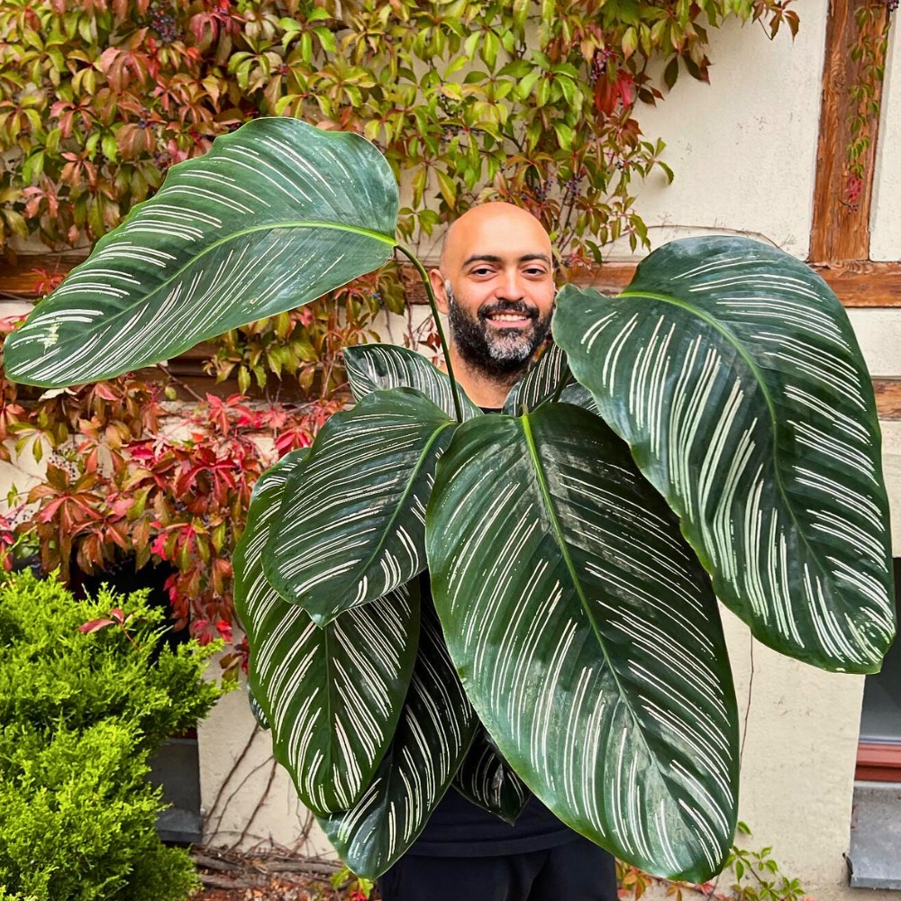 Calathea ornata Sanderiana