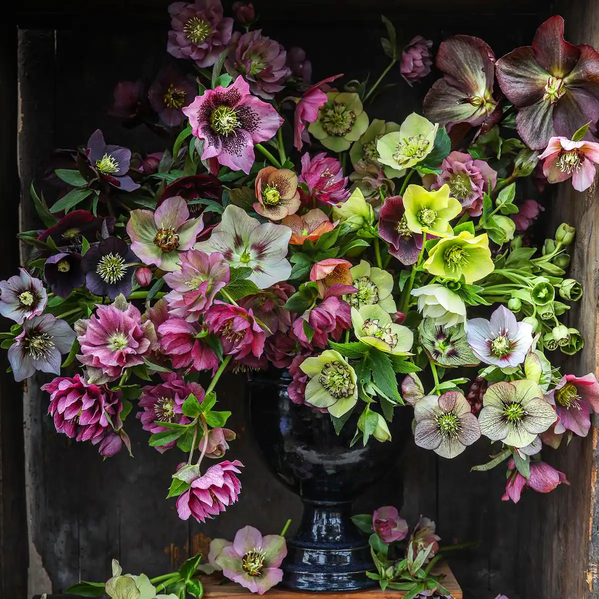 Chrysal Helleborus care tips