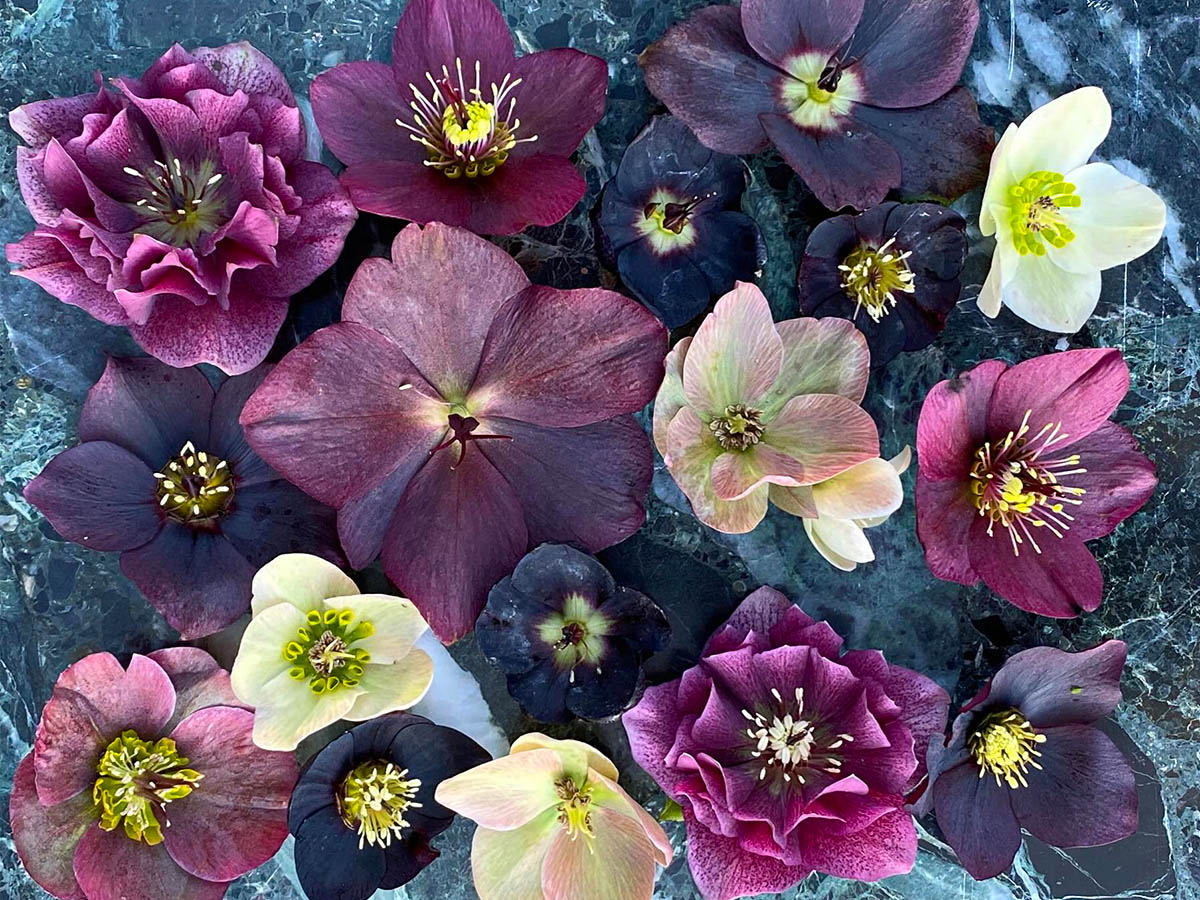 Helleborus selection by tinabrokhansen