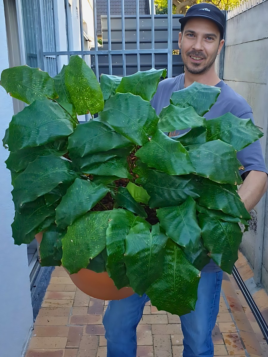a man holding a healthy pot of calathea musaica