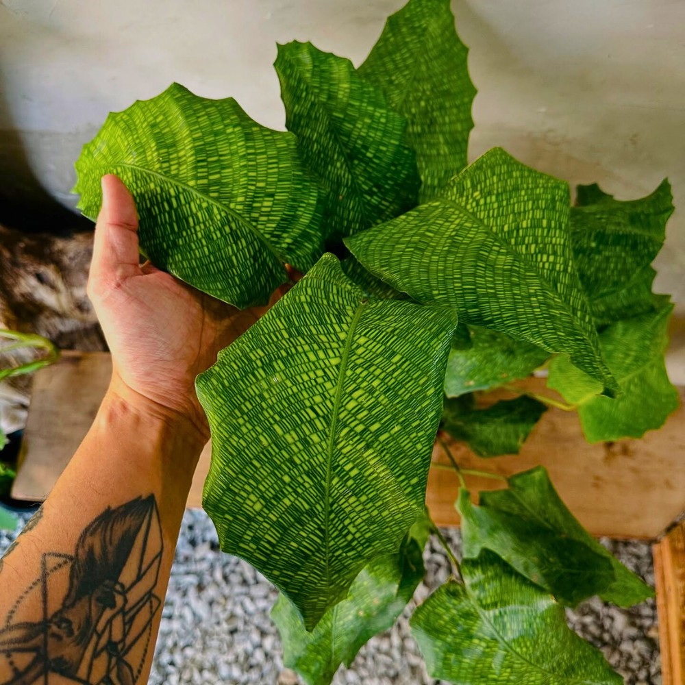 intricate leaf patterns of the calathea musaica are unlike many tropical plants and quite unique