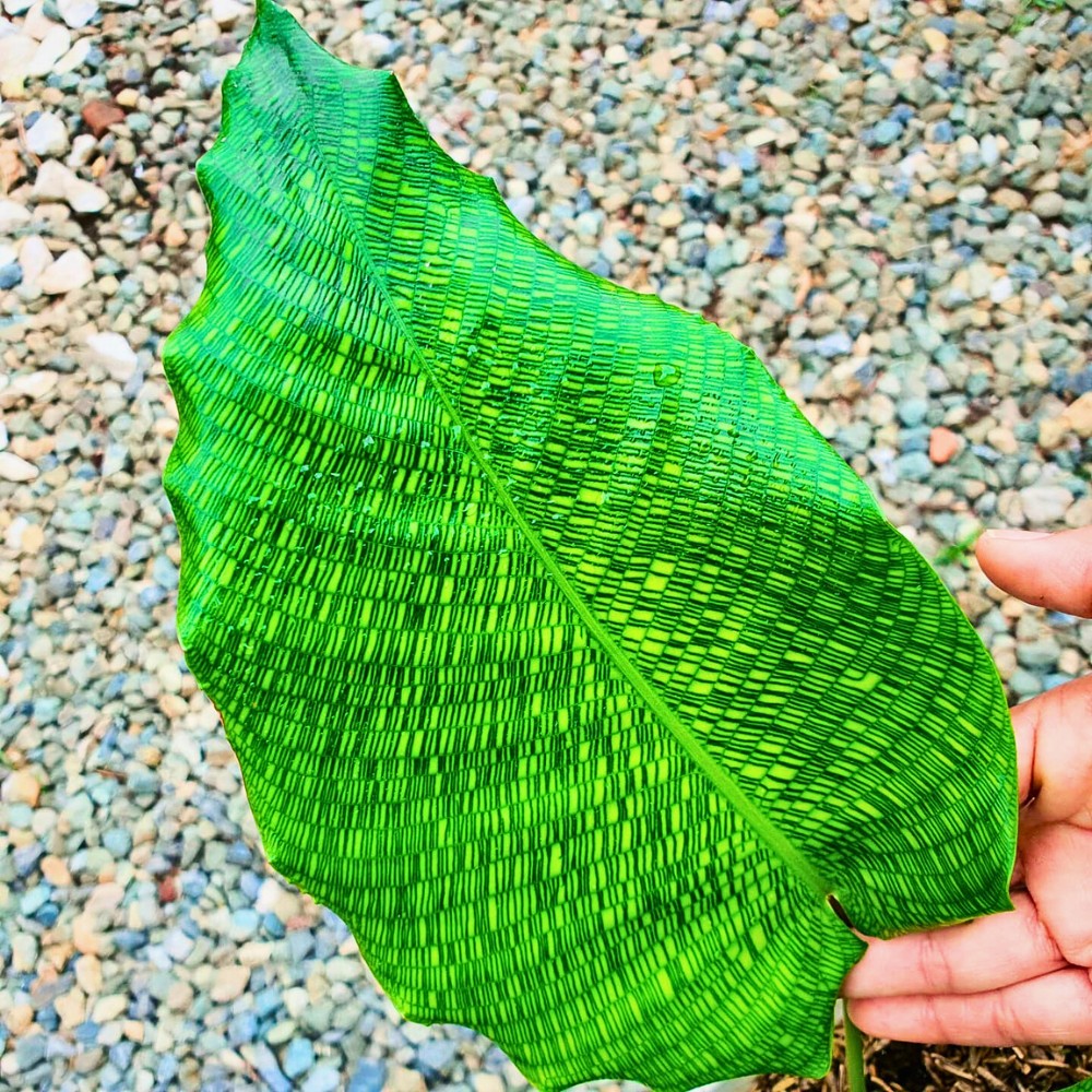 Calathea musaica is also popular for its air purification benefits as an indoor plant