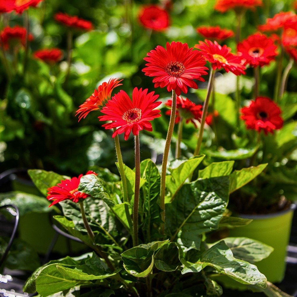 Why Smart Water Management Matters in Sustainable Floriculture Systems