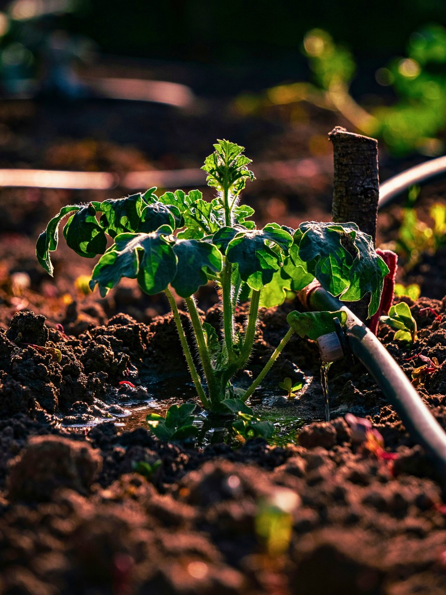 Why Smart Water Management Matters in Sustainable Floriculture Systems