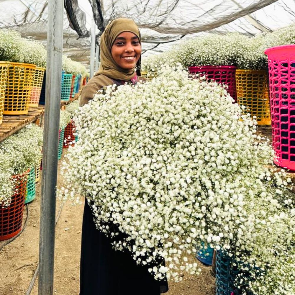 Nehima Kedir an agronomist at Klaver Flowers holding a bunch of Gypsophila flowers