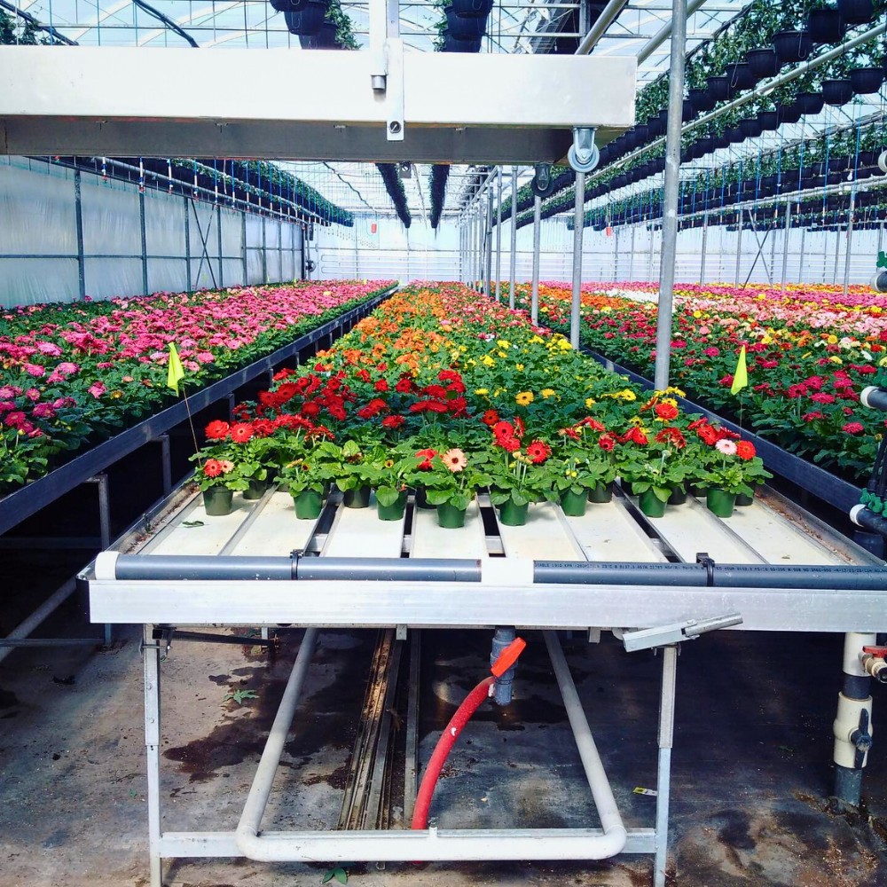 Why Smart Water Management Matters in Sustainable Floriculture Systems