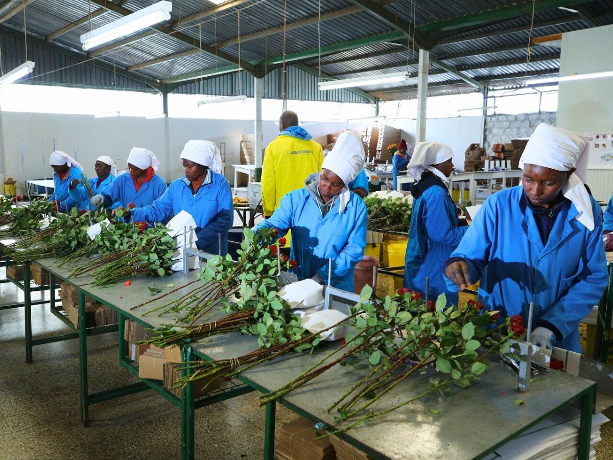 grading of flowers at Black Tulip Group packhouse