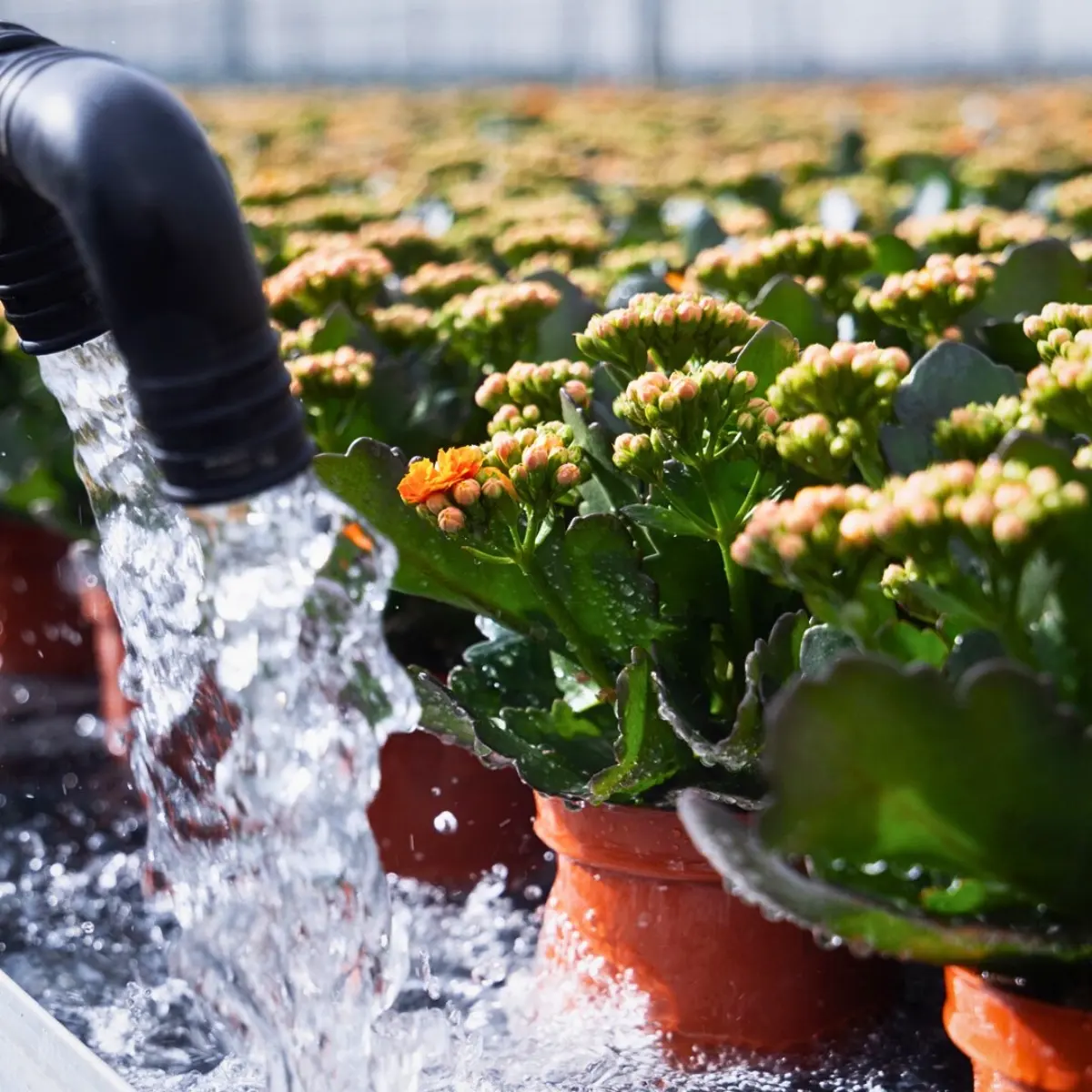 Why Smart Water Management Matters in Sustainable Floriculture Systems