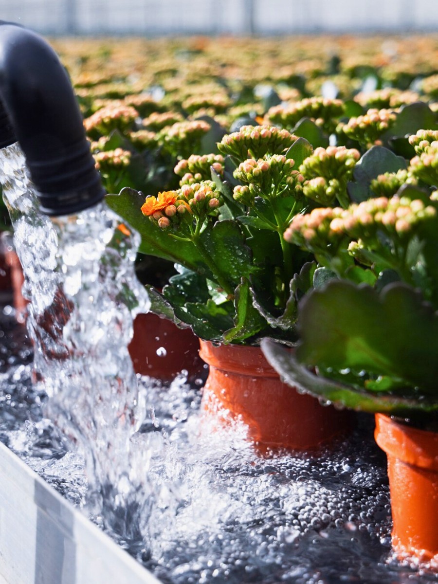 Why Smart Water Management Matters in Sustainable Floriculture Systems