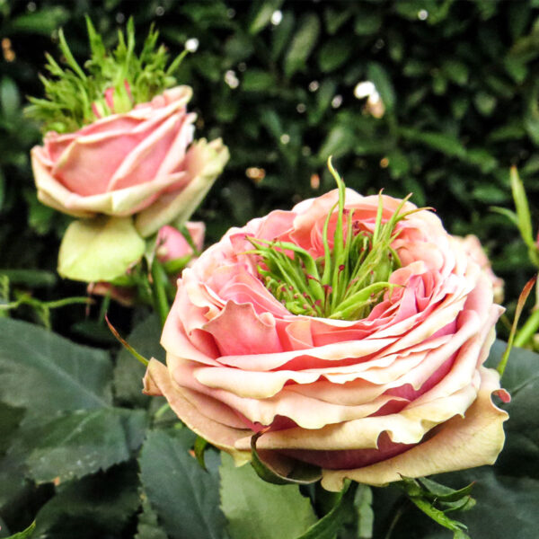 Rosen Tantau - Rose Green Island Poppy