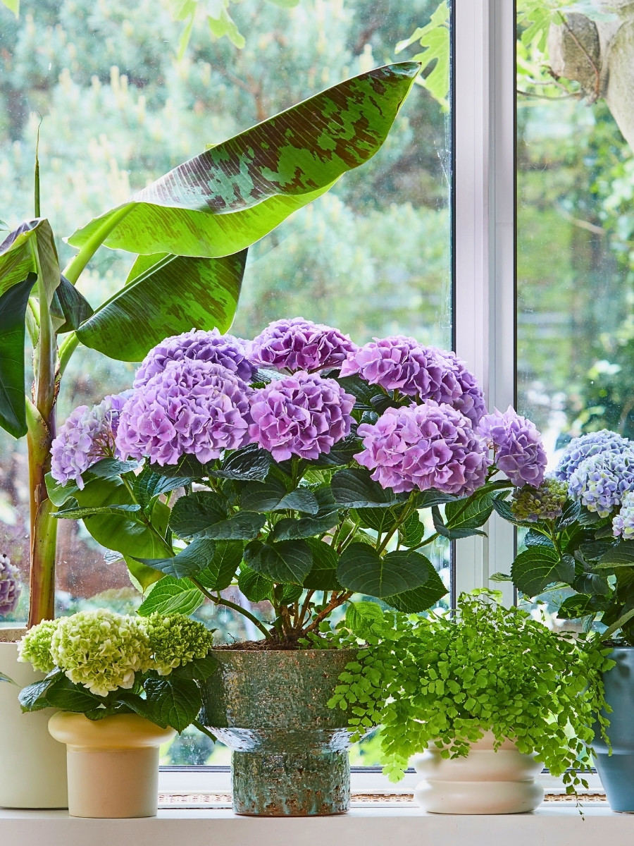 Hydrangea World&rsquo;s Vitamin Hydrangea Campaign Returns, Championing the Impact of Color on Well-Being.