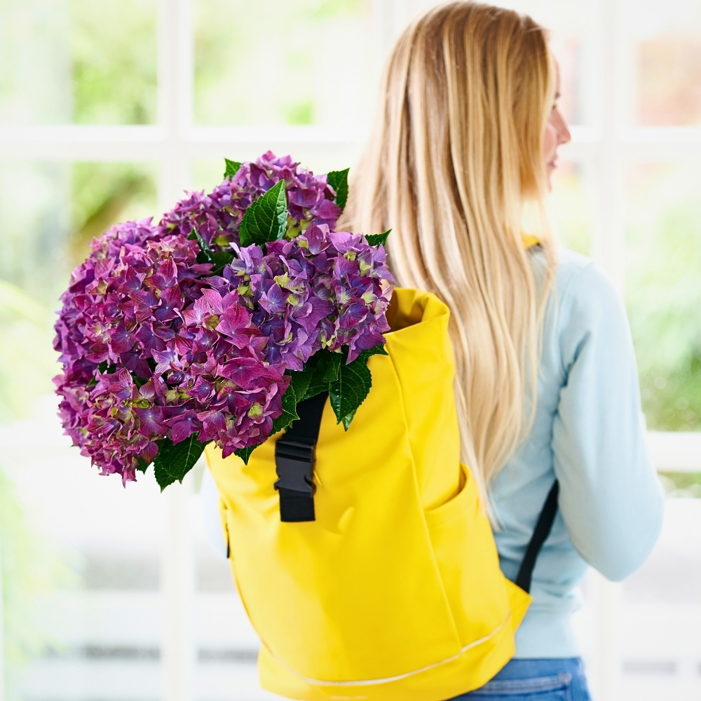 Hydrangea World&rsquo;s Vitamin Hydrangea Campaign Returns, Championing the Impact of Color on Well-Being.