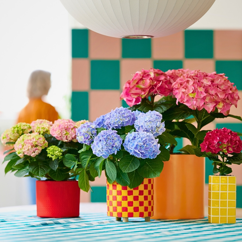 Hydrangea World&rsquo;s Vitamin Hydrangea Campaign Returns, Championing the Impact of Color on Well-Being.