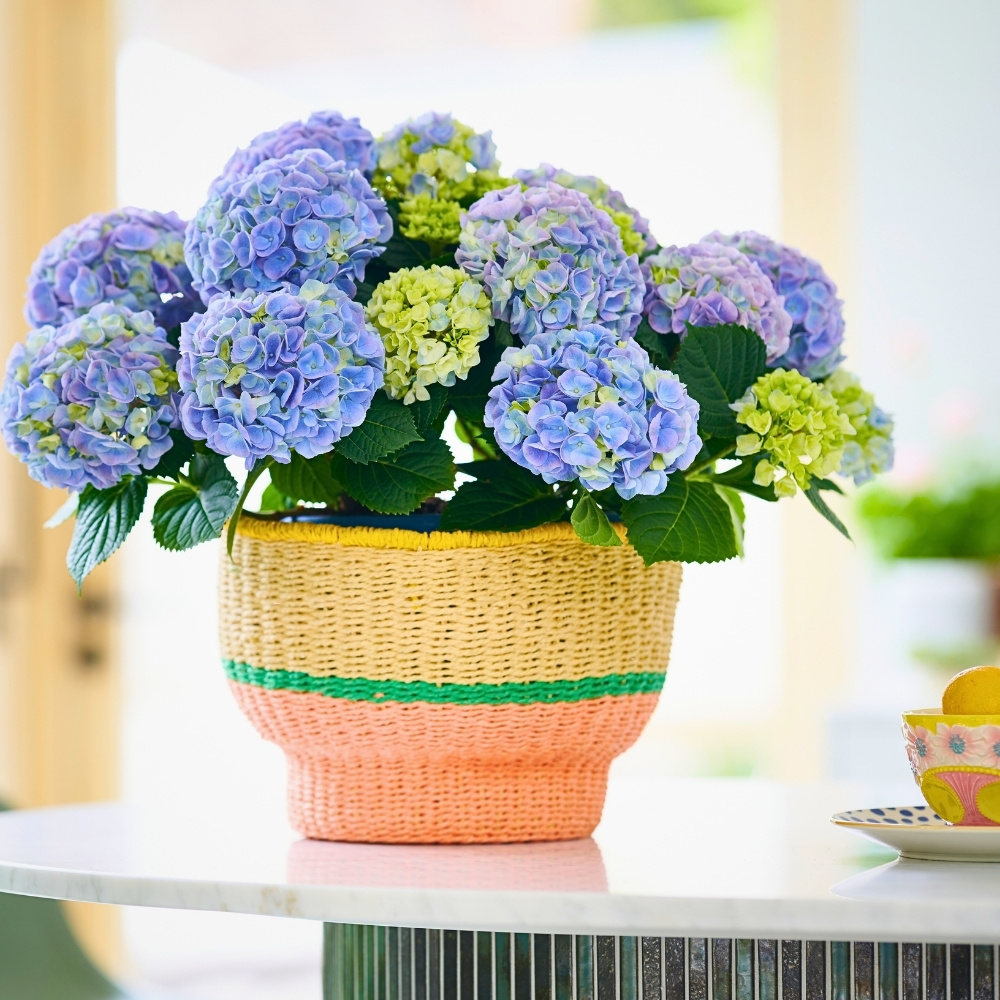 Hydrangea World&rsquo;s Vitamin Hydrangea Campaign Returns, Championing the Impact of Color on Well-Being.