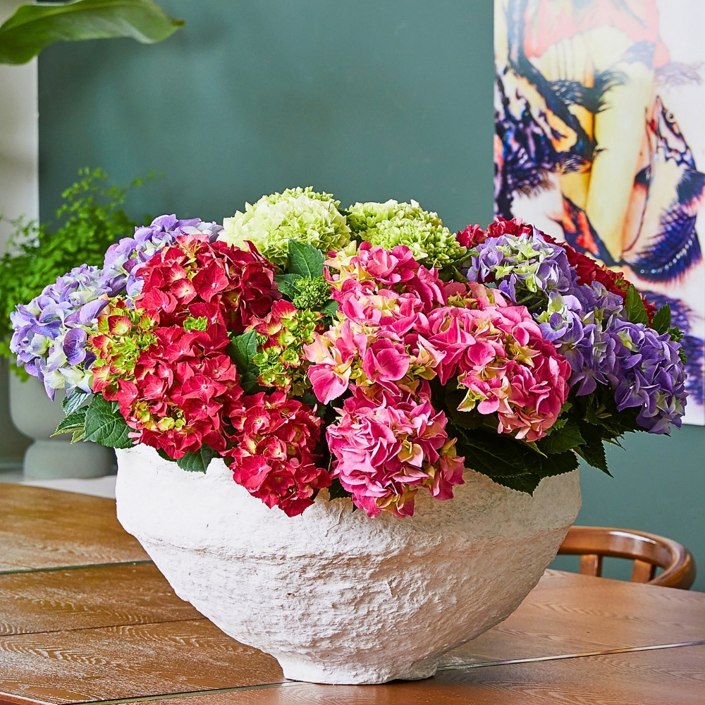 Hydrangea World&rsquo;s Vitamin Hydrangea Campaign Returns, Championing the Impact of Color on Well-Being.