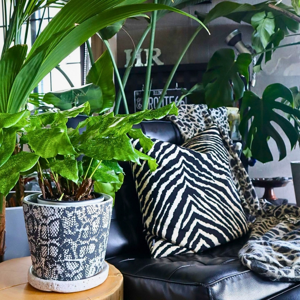 potted calathea indoors placed to amp up and match the interior of the room