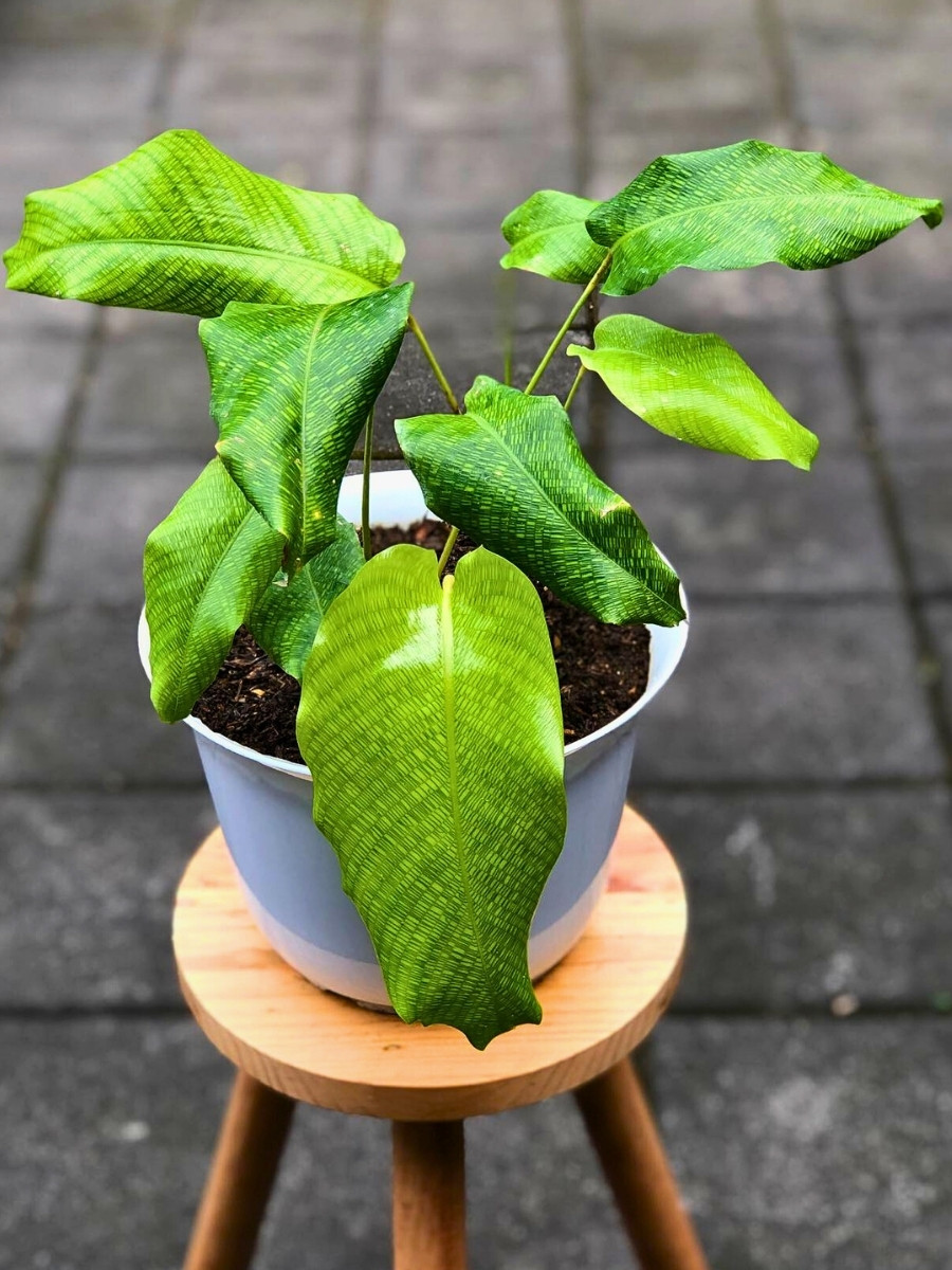 these calatheas can survive well in bright, indirect sunlight, however too much direct sunlight can cause leaf burn