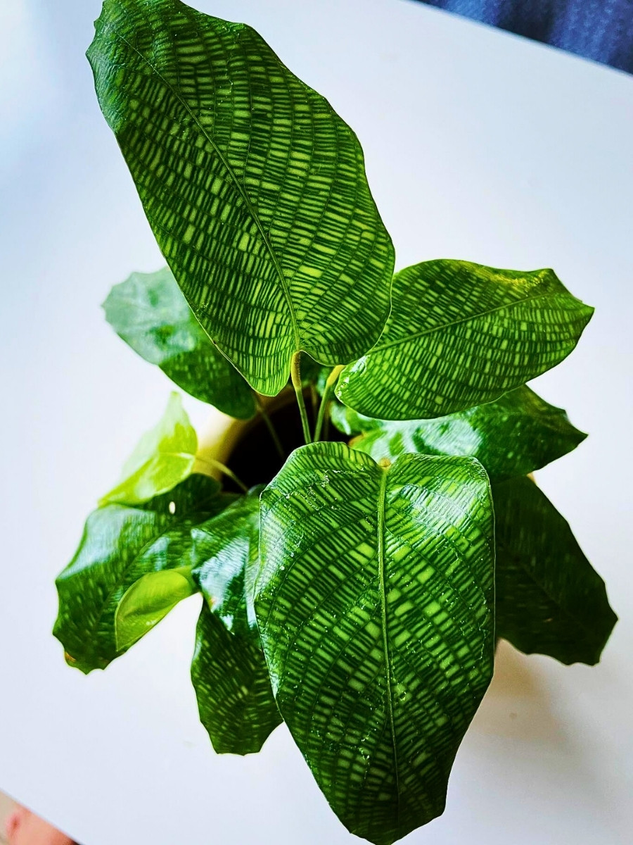The Calathea Musaica, Also Called the Network Plant